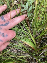 Triglochin maritima