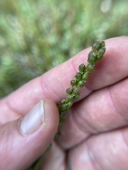 Triglochin maritima