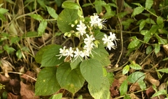 Clerodendrum infortunatum