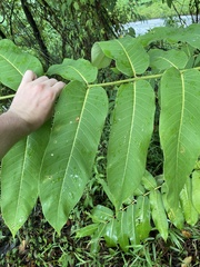 Pometia pinnata