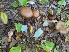 Cortinarius armillatus