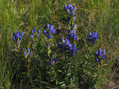 Gentiana affinis