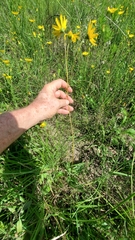 Helianthus occidentalis