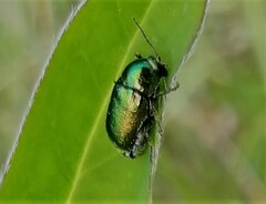 Cryptocephalus sericeus