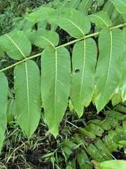 Pometia pinnata