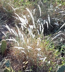Digitaria californica
