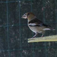 Coccothraustes coccothraustes