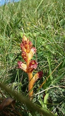Orobanche gracilis