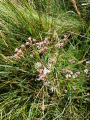 Tripolium pannonicum