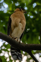 Micrastur semitorquatus