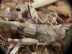 Oedipoda caerulescens