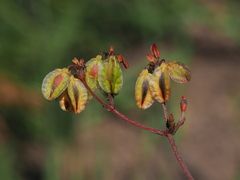 Eriogonum alatum