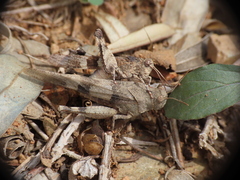 Oedipoda caerulescens