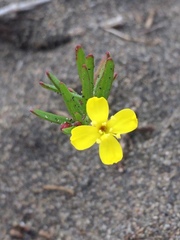 Camissonia dentata