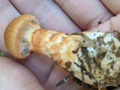 Cortinarius armillatus