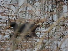 Fulica rufifrons