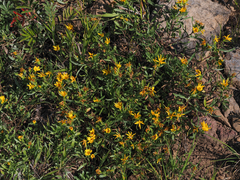Heterotheca nitidula