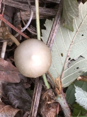 Psathyrella longipes