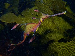 Phyllopteryx taeniolatus