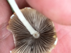 Psathyrella longipes