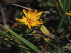 Heterotheca nitidula