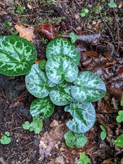 Cyclamen purpurascens