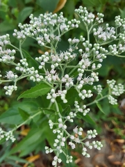 Eupatorium