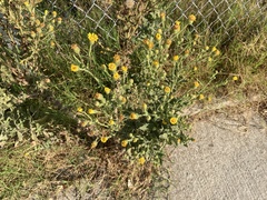 Heterotheca grandiflora