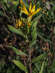 Heterotheca nitidula
