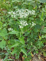 Eupatorium