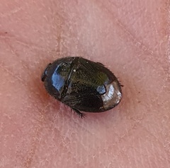 Macroscytus brunneus