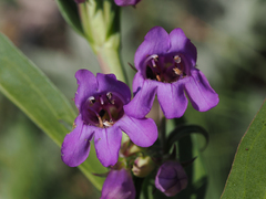 Penstemon deaveri