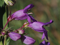 Penstemon deaveri
