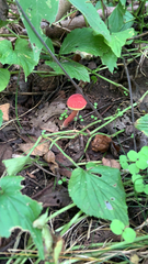 Hortiboletus rubellus