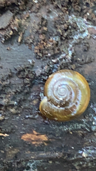 Oxychilus draparnaudi