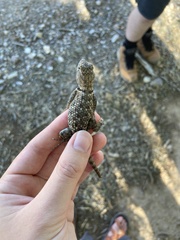 Sceloporus uniformis