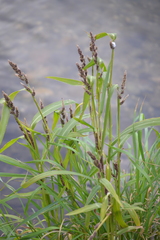 Echinochloa esculenta