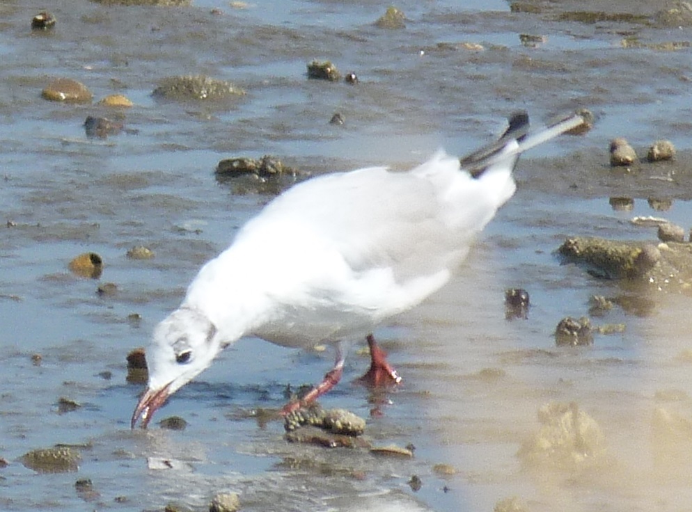붉은부리갈매기 from 6720 Nordby Sogn, Dänemark on 2018년... iNaturalist 붉은부리갈매기 (Chroicocephalus ridibundus)