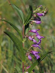 Penstemon deaveri