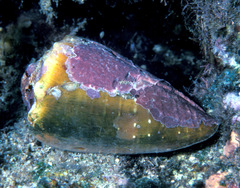 Conus lividus