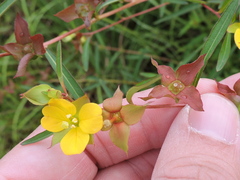 Ludwigia alternifolia
