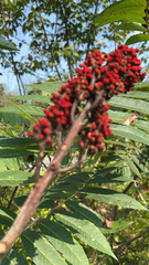 Rhus glabra