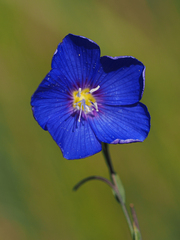 Linum lewisii