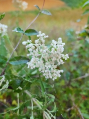 Eupatorium