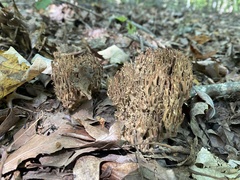 Ramaria stricta