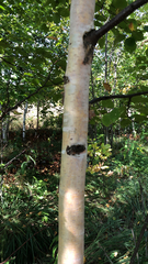 Betula papyrifera
