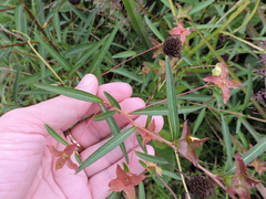 Ludwigia alternifolia