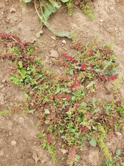 Rumex marschallianus