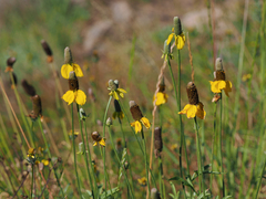 Ratibida columnifera