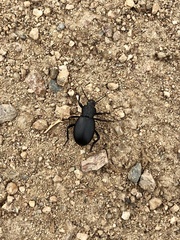 Iphthiminus serratus